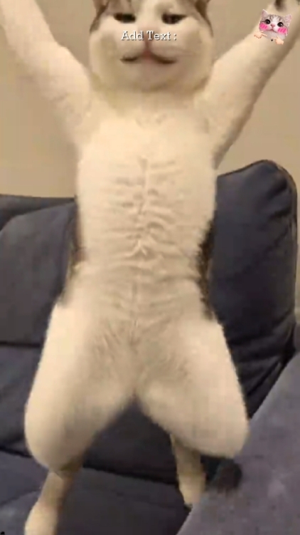 sevimli kedi