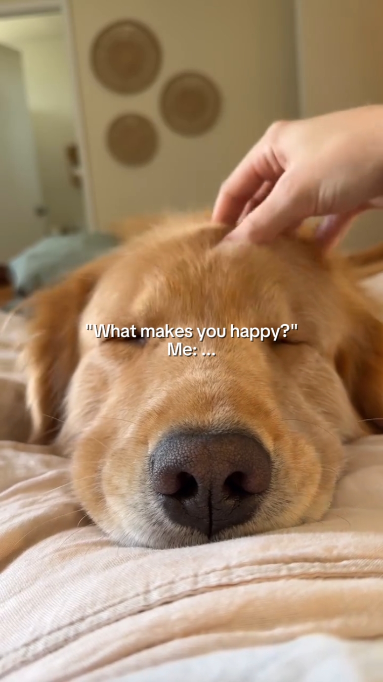 soft pet edit