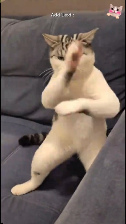 Süße Katze