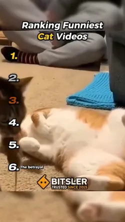 funniest cat