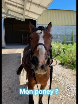 Un poney ta poeur