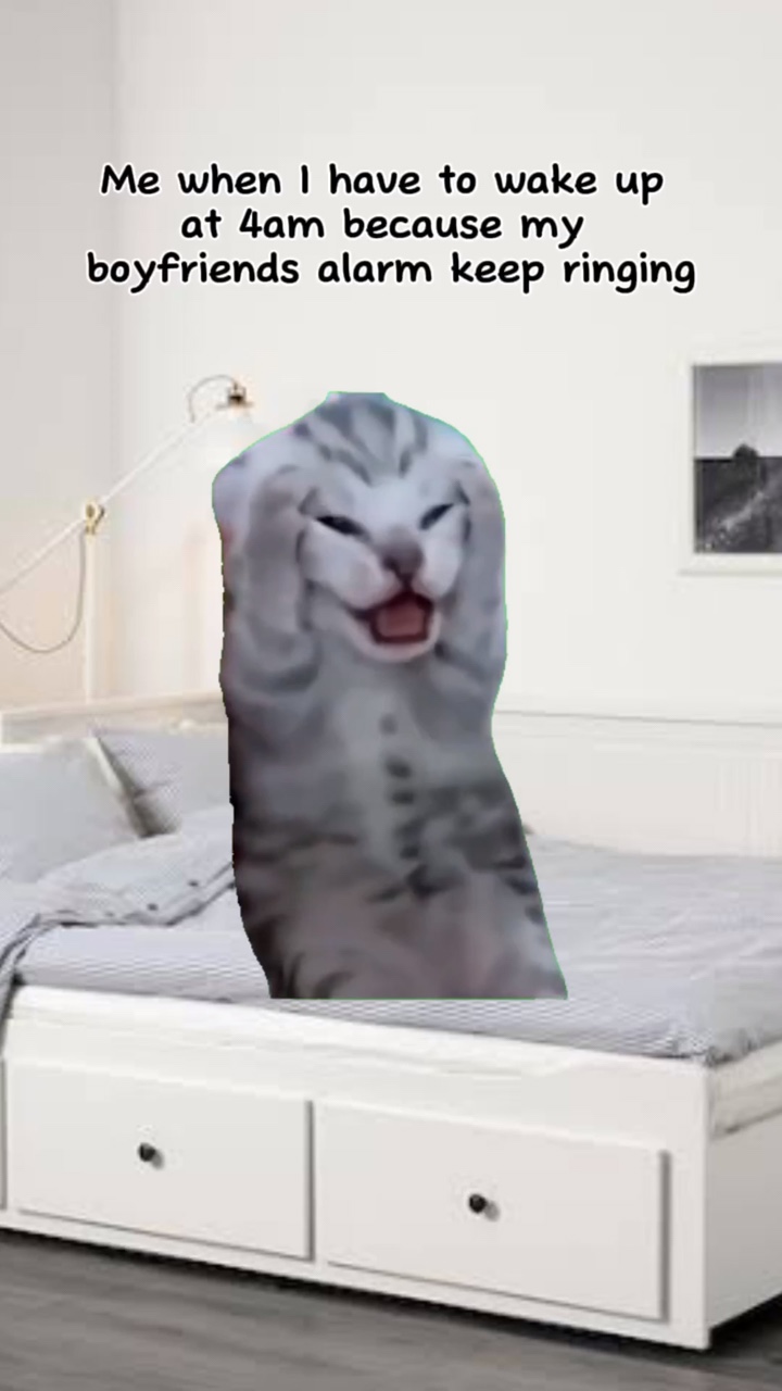 Dolor de cabeza de gato meme