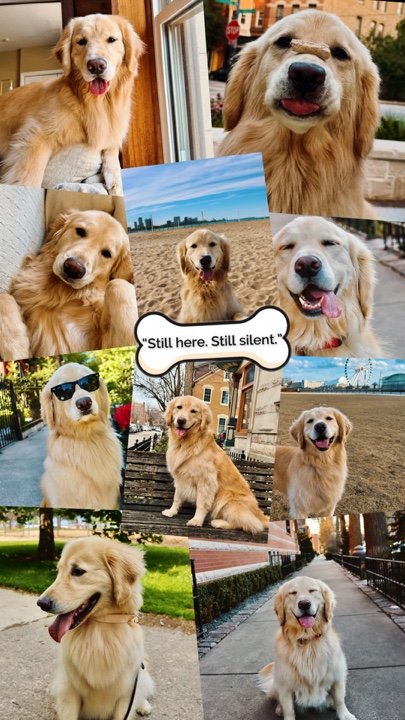 Núcleo triste de perro