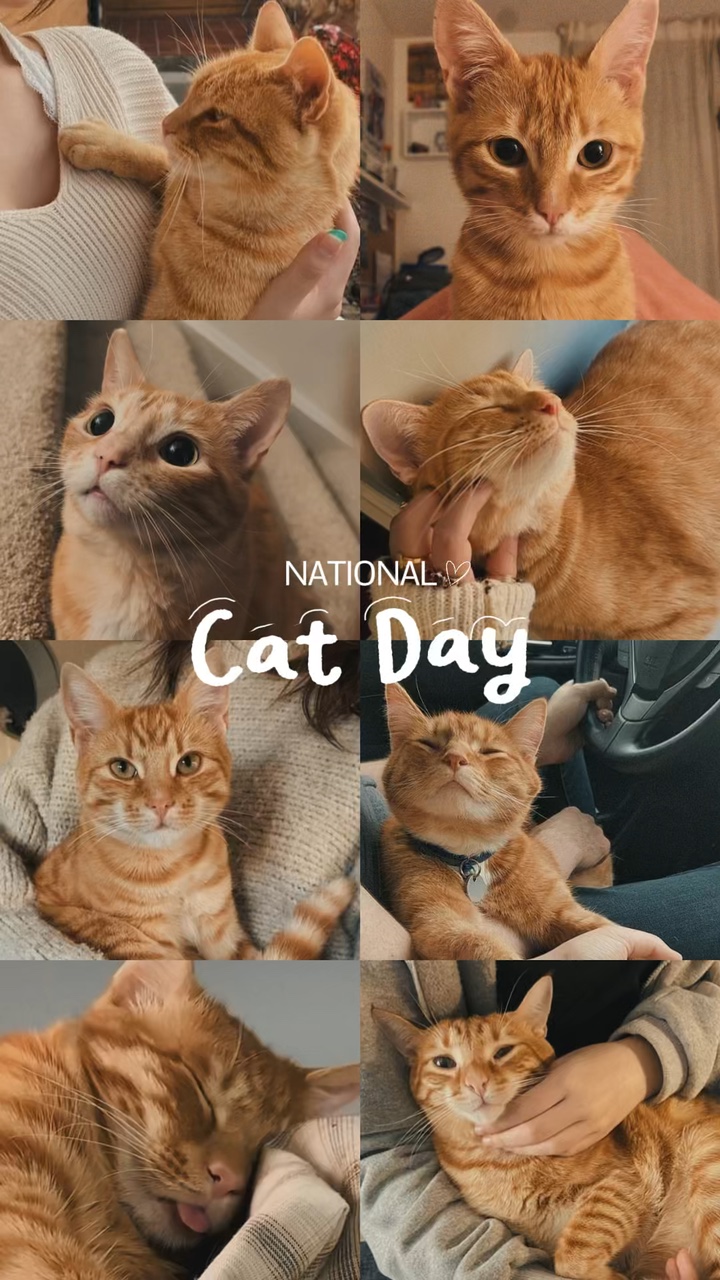 Hari Kucing Nasional 🐱