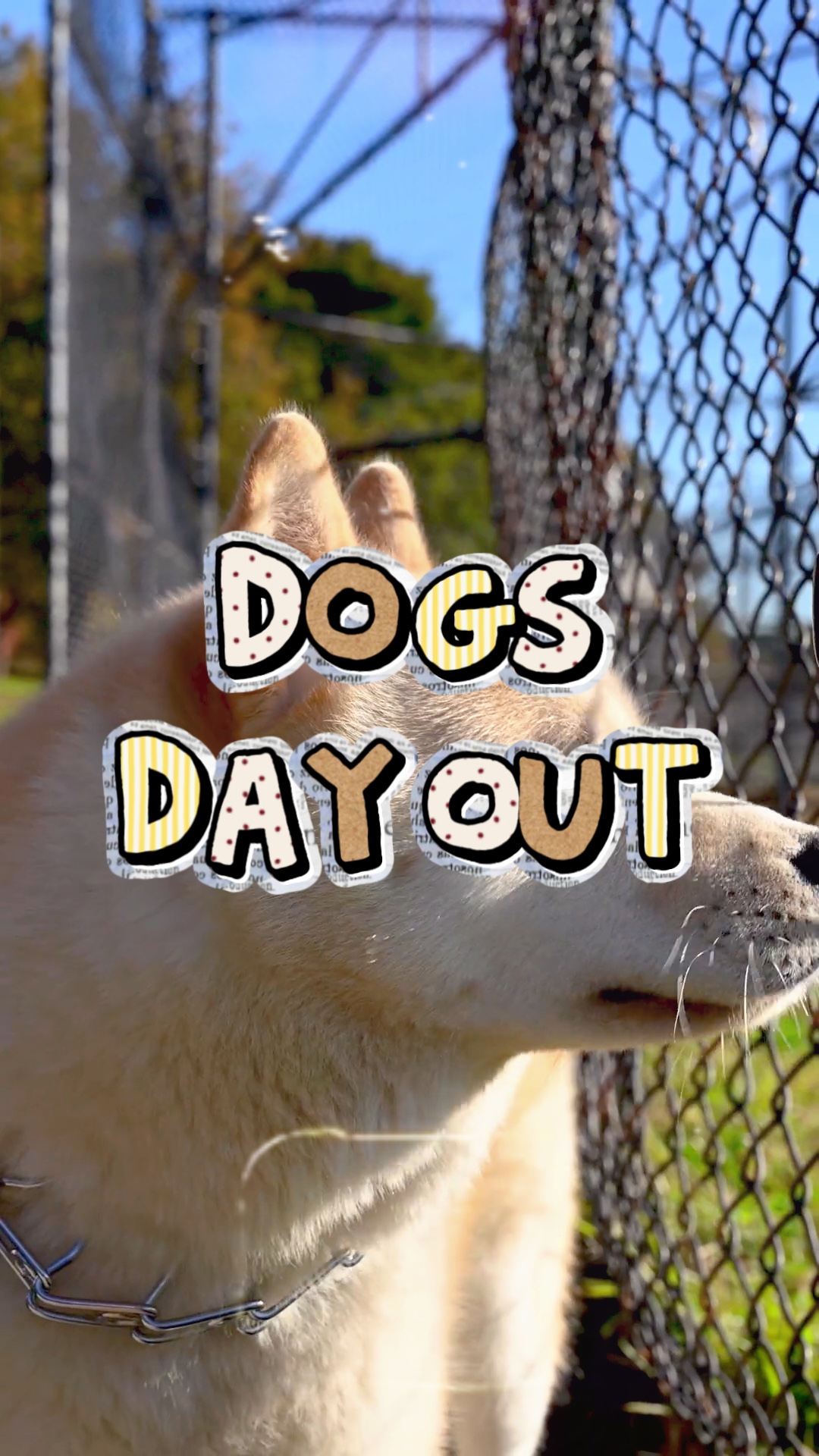 Dogs day out