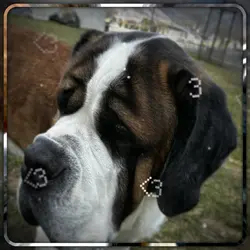 Saint-bernard irl 