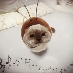 🎵🎶