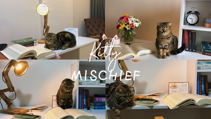 Kitty Yaramazlık Sevimli