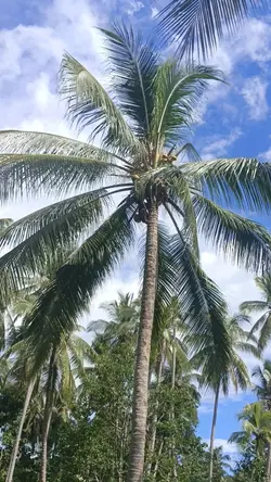 Coconut