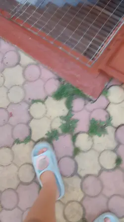 culcușul la căței