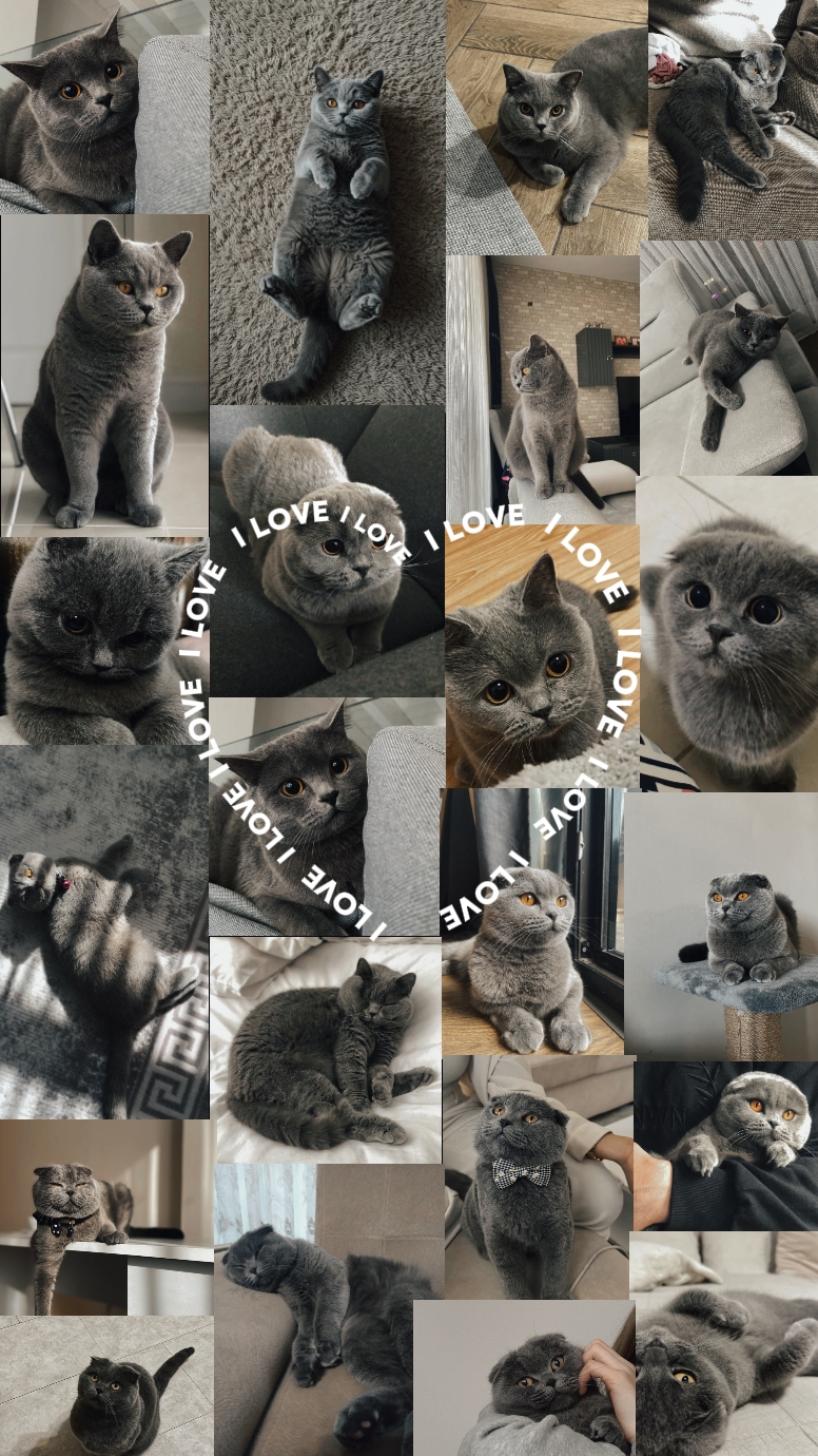 Seu gato