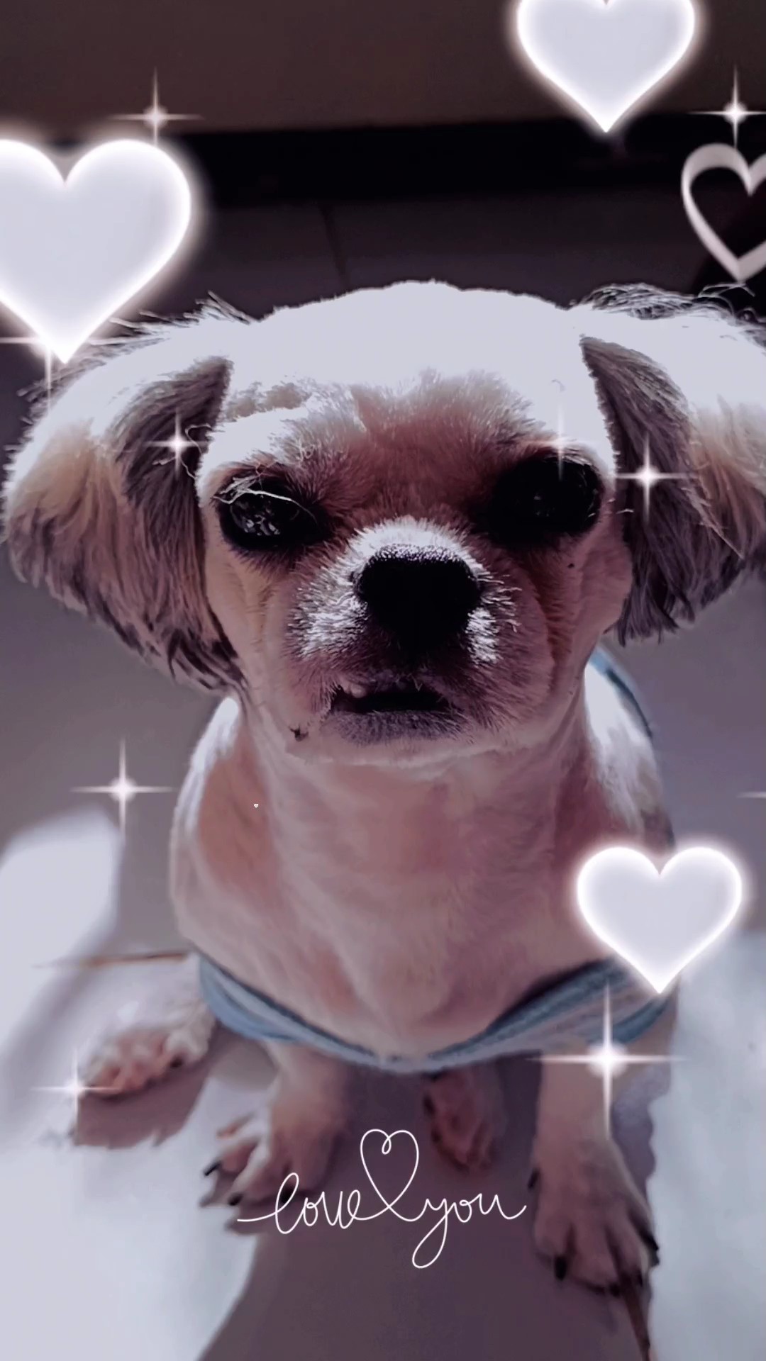 Furbaby