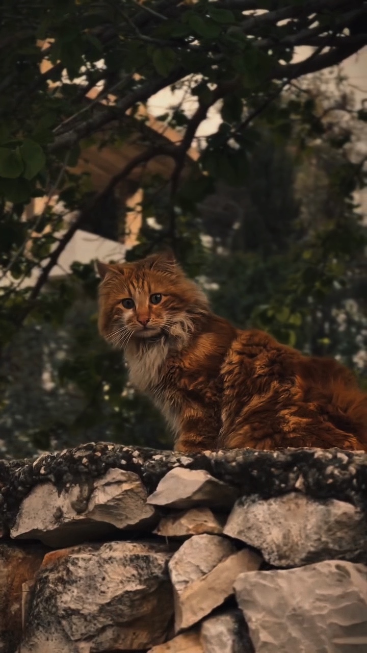 <CHAT MIGNON ~ 🥰