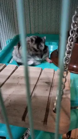 ハムスター