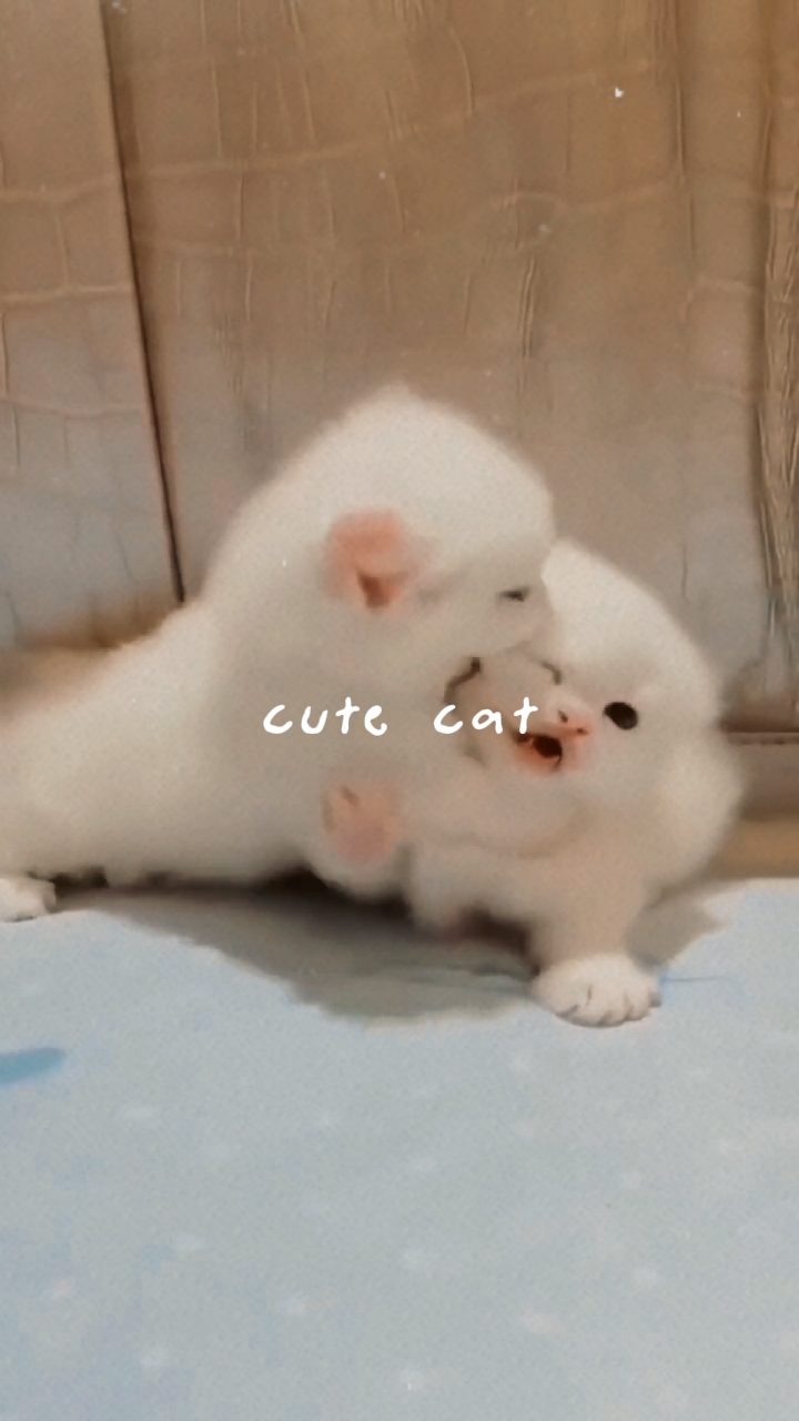 Gatinho