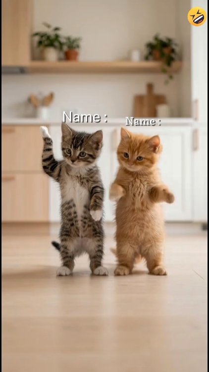 Lustige Katze? 