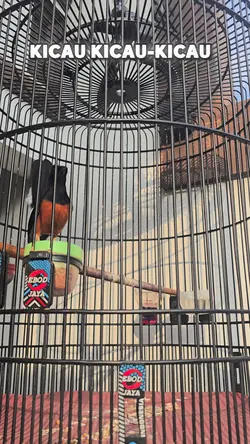 Manuk71-Omkumiskicau