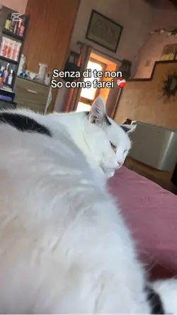 Gatti xs❤️‍🩹