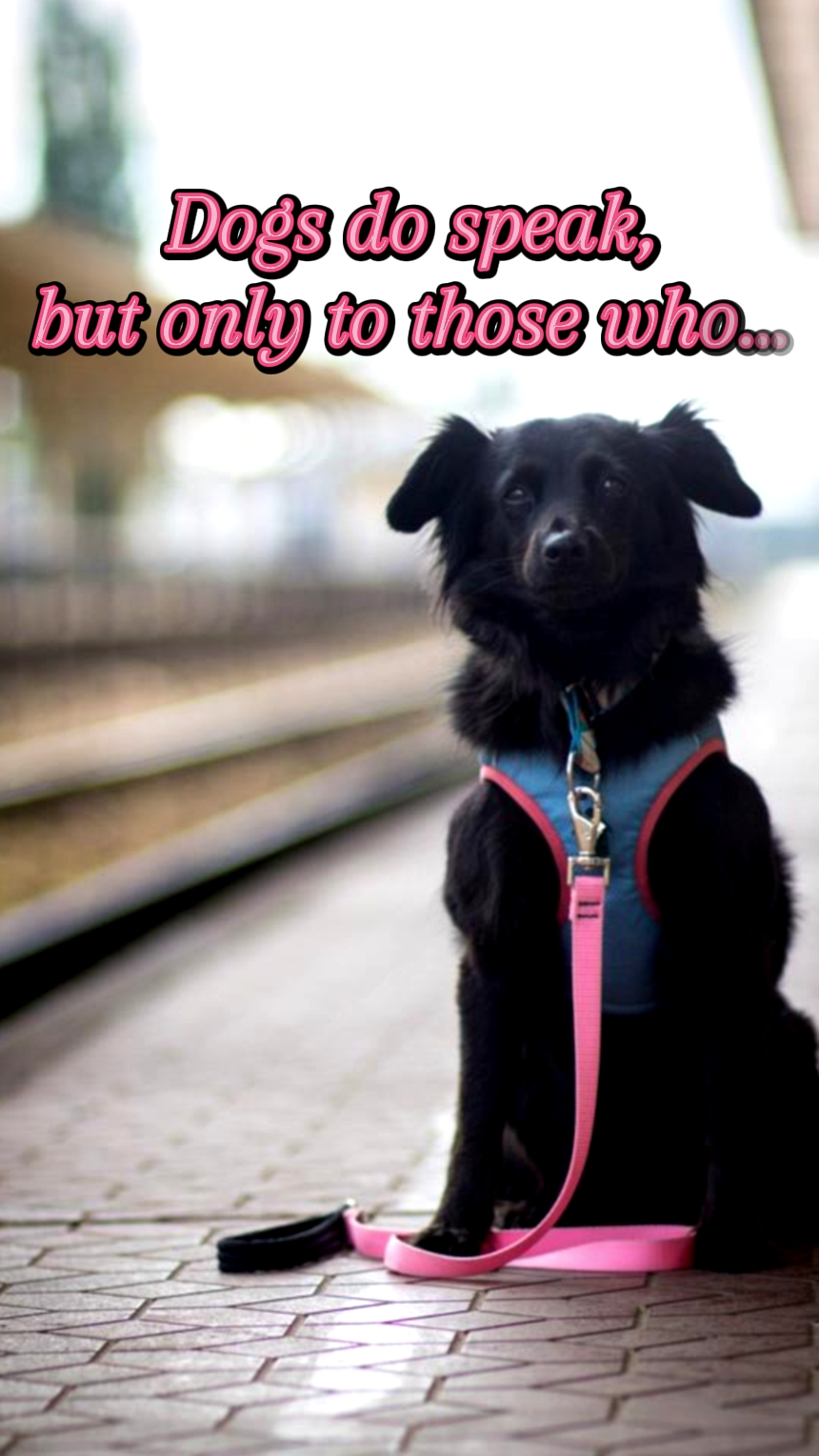 Köpekler konuşur