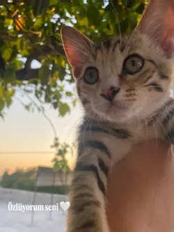 Yeni şablon