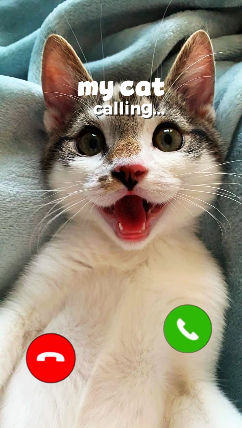 my cat calling