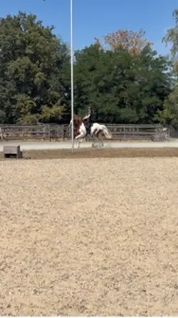 Ein Pferd