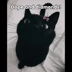 Black kittiess✨✨