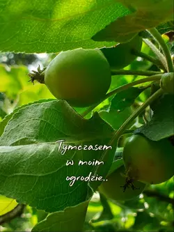 tymczasem w ogrodzie