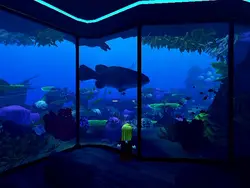 aquarium 