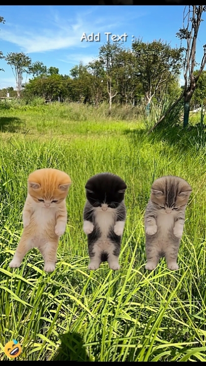 Lustige tanzende Katze 