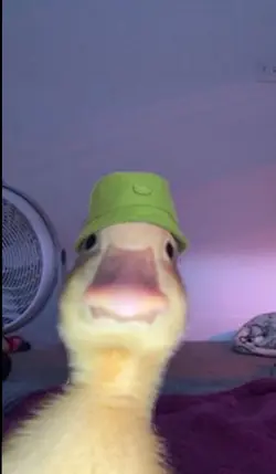 Hélicoptère 