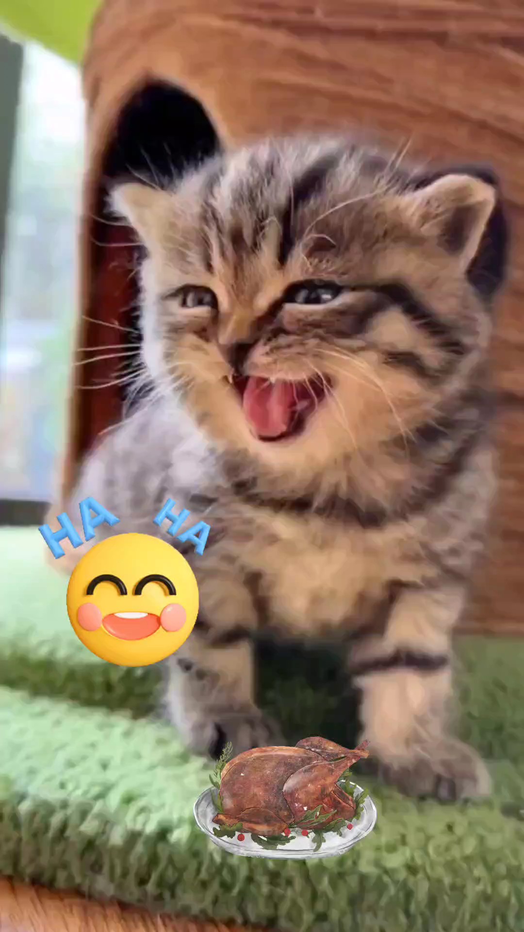 Gato rindo 