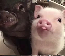 ภาพเลือน