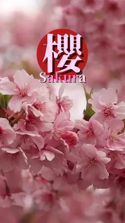 美しきサクラ！