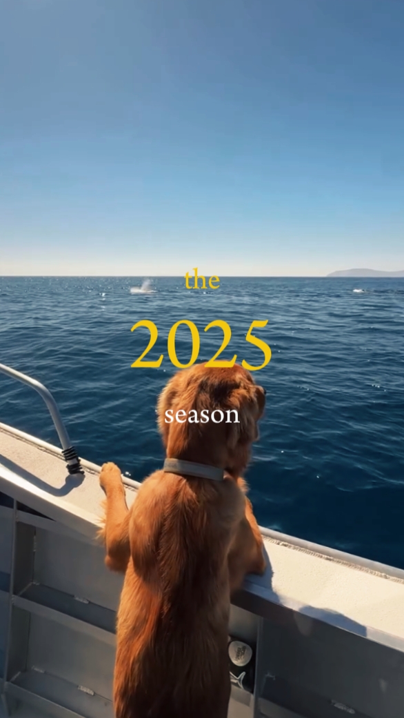 Die Saison 2025 