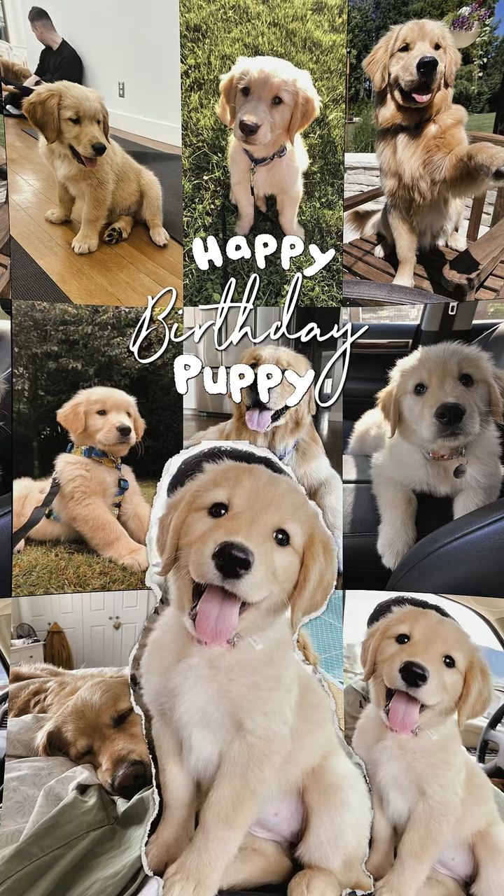 Aniversário meu cachorrinho 🐶 