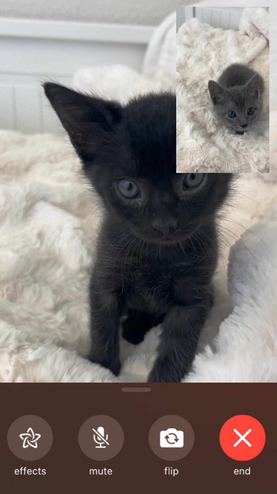 Yavru kedi FaceTime 