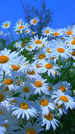 Beautiful Garden