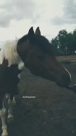 mein affi <3