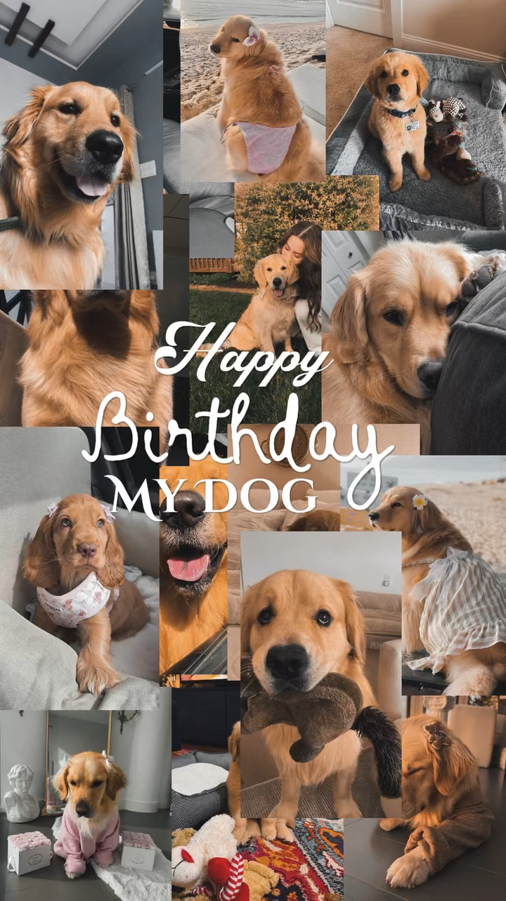Geburtstag Mein Hund