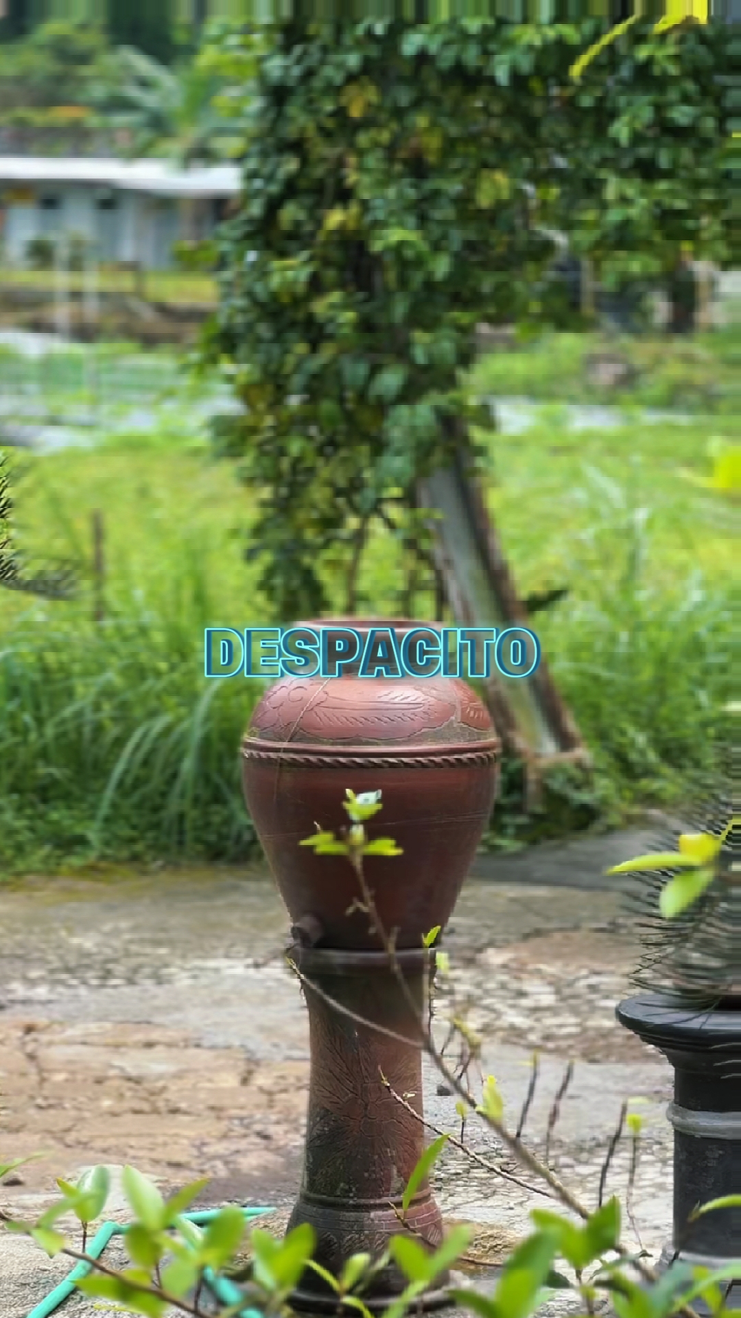 despacito trend