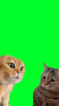 Cat Conversation
