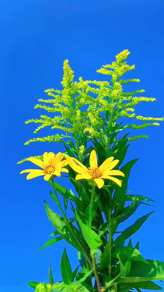 Bulaklak