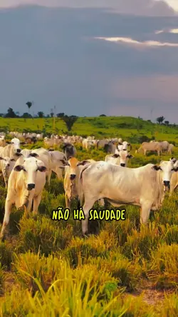 Saudade depois