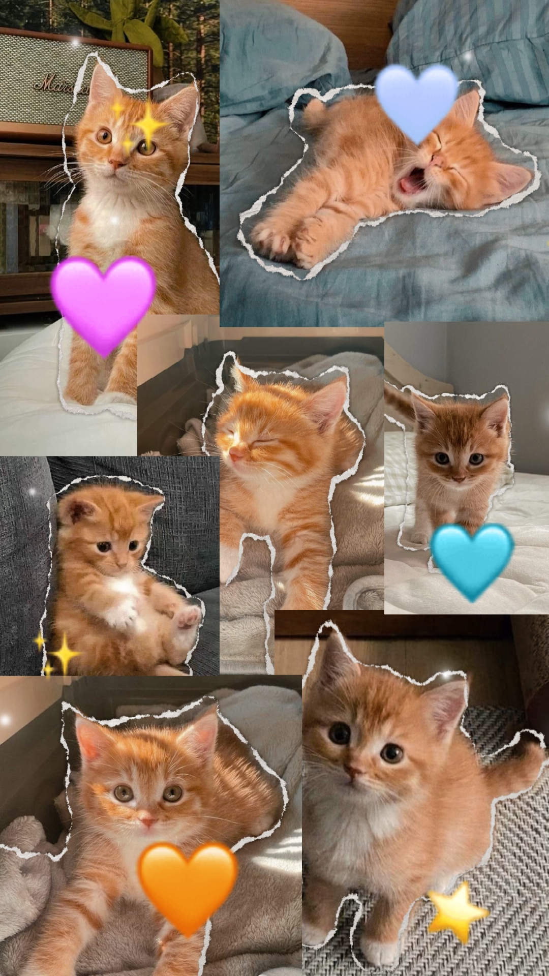 可爱的猫 