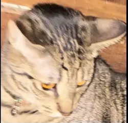 Cat template