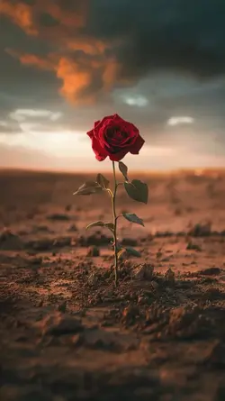 As lutas  fortaleça 