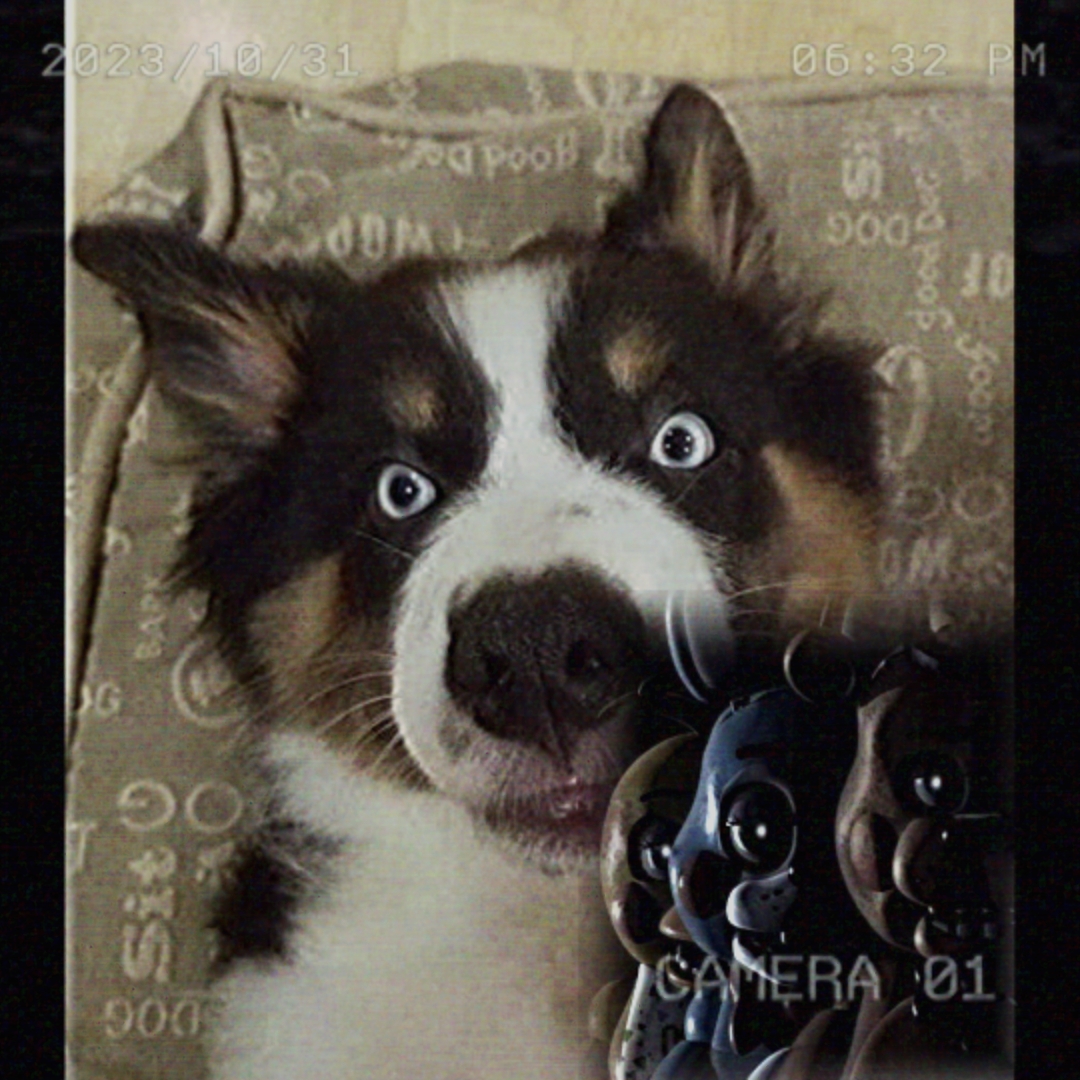Gülen köpek 