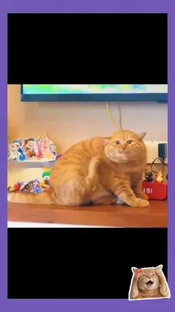 Cute cats