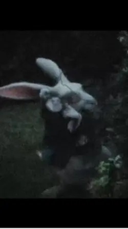 White rabbit